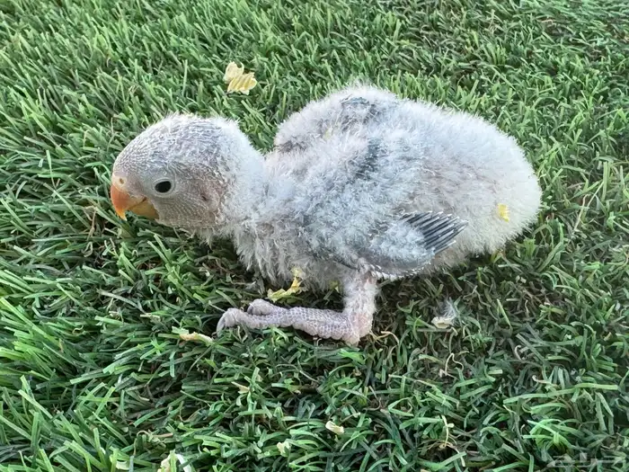 فروخ روز تقبل الغز 7