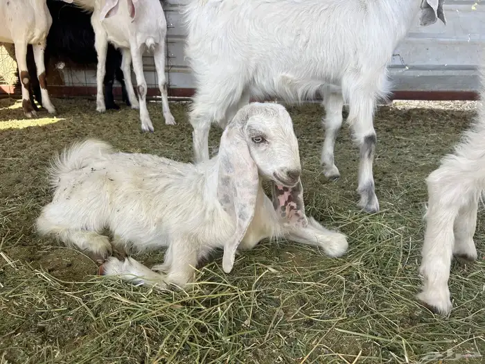 جفره ذبيحه 1