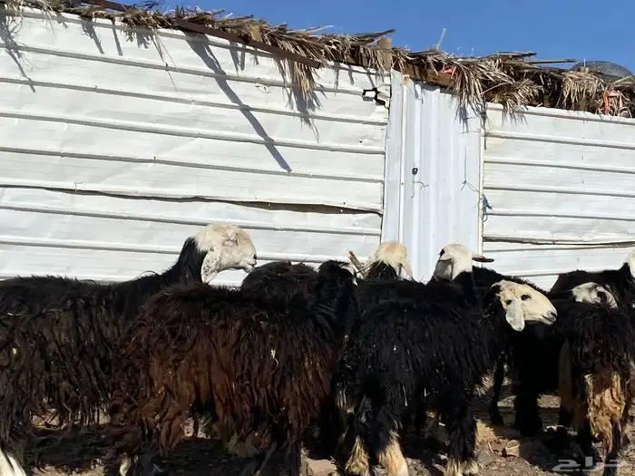 نعاج نجد صنف 5