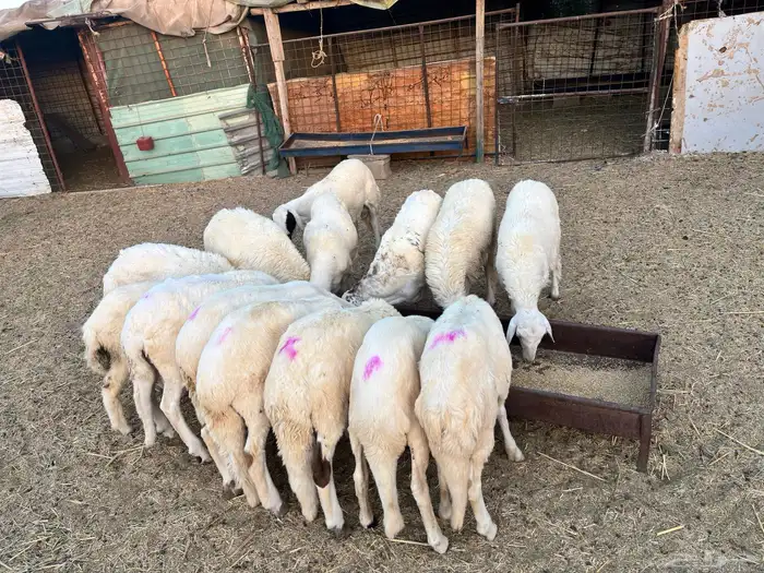 طليان سواكن فلل شحم 0