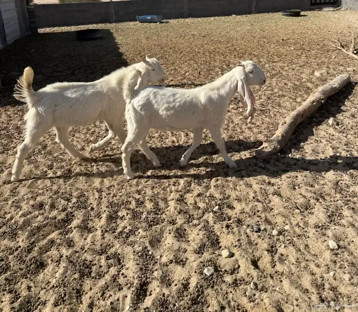 تيس صخله هولندي 0