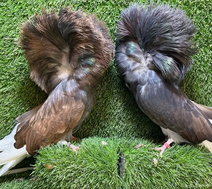 جوز جاكوبين للبيع 7