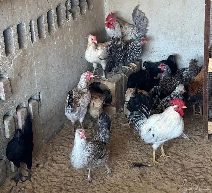 دجاج وديوك 1