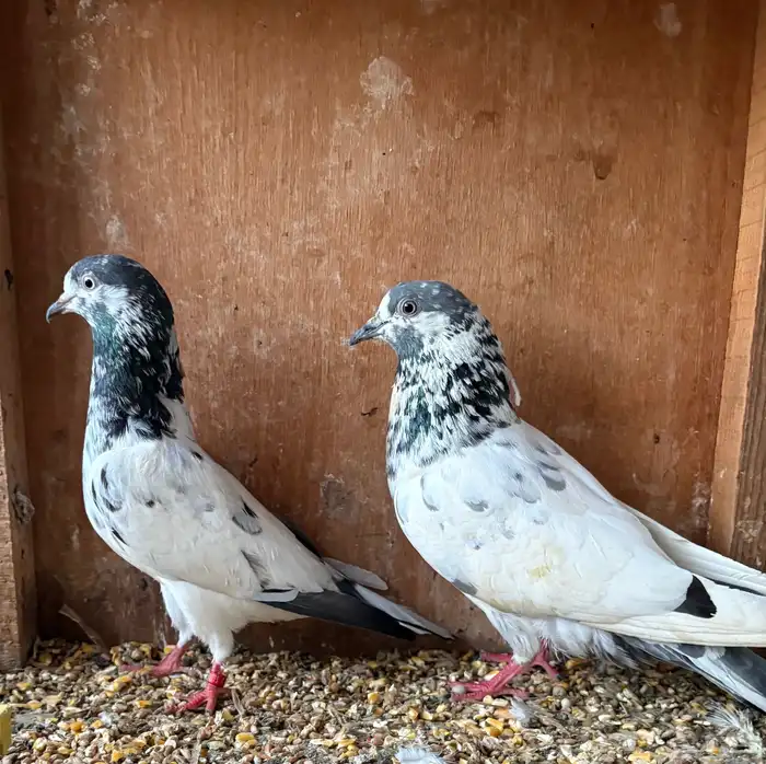 حمام باكستاني 1