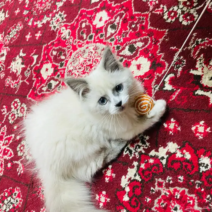 قطه أليفه صغيره 0