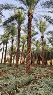 نخل عربي للبيع 8