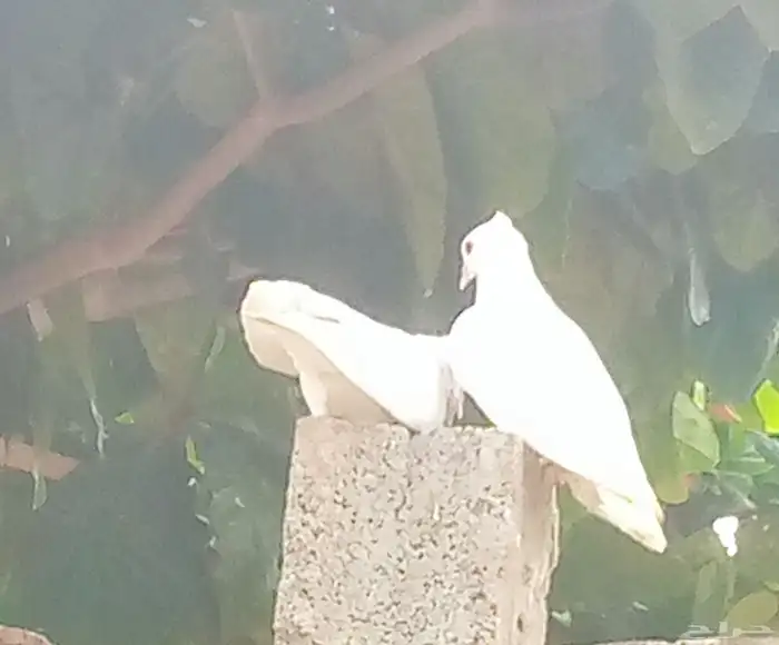 زوج حمام صنعاني ابيض 3