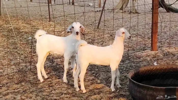 عنز بيشيه صنف ام توم عيالها كبار سنها توها سدس 2