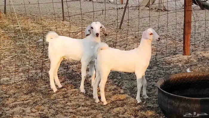 عنز بيشيه صنف ام توم عيالها كبار سنها توها سدس 3