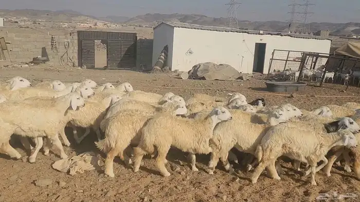 ذبايح حري سواكن تيوس مسلخ بالموقع مجهز 5