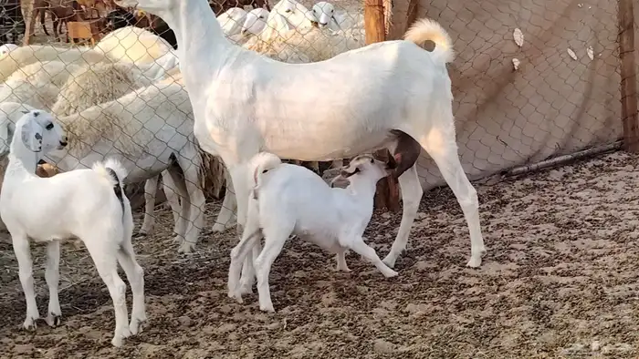 عنز بيشيه صنف ام توم عيالها كبار سنها توها سدس 8