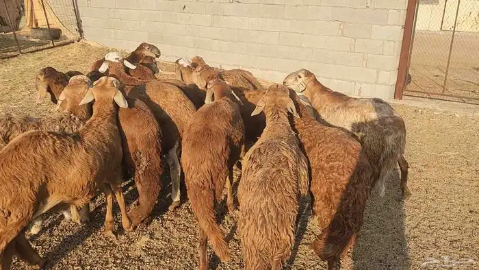 ذبايح حري سواكن تيوس مسلخ بالموقع مجهز 12