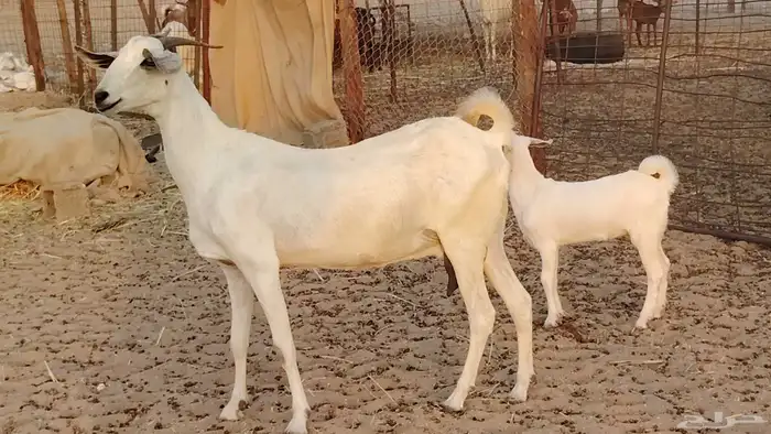 عنز بيشيه صنف ام توم عيالها كبار سنها توها سدس 1