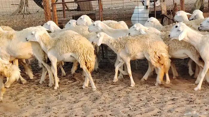 Rkhal Maqani Wild Sheep 80 heads with 3 rams 4