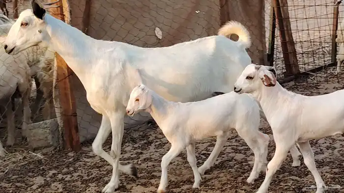 عنز بيشيه صنف ام توم عيالها كبار سنها توها سدس 5