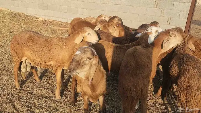 ذبايح حري سواكن تيوس مسلخ بالموقع مجهز 9