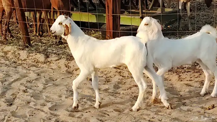 عنز بيشيه صنف ام توم عيالها كبار سنها توها سدس 4