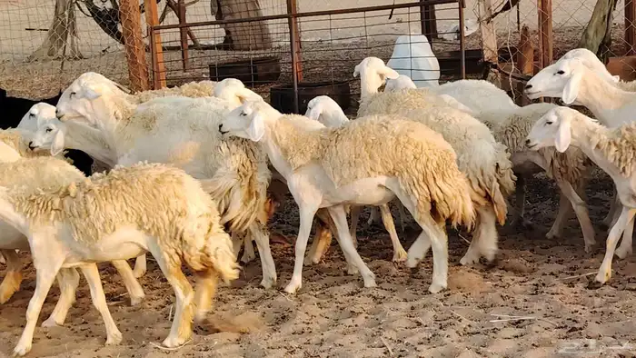 Rkhal Maqani Wild Sheep 80 heads with 3 rams 3