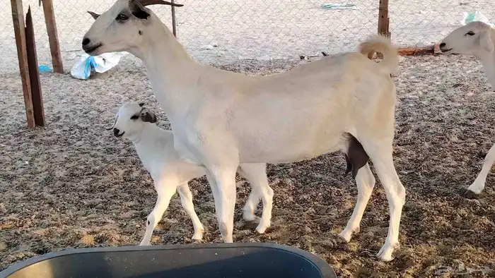 عنز بيشيه صنف ام توم عيالها كبار سنها توها سدس 9