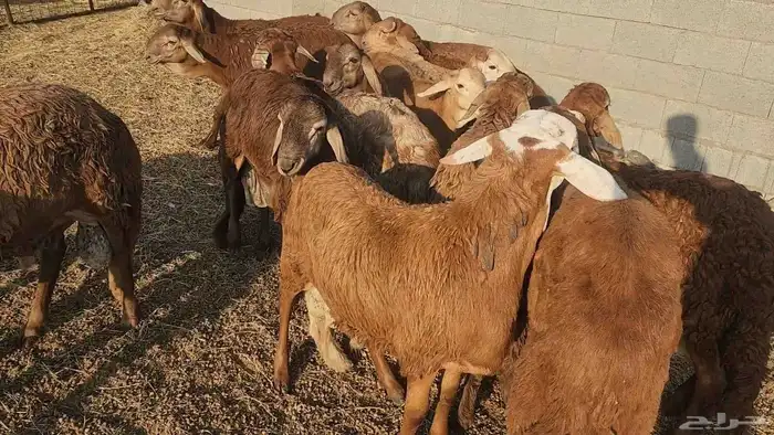 ذبايح حري سواكن تيوس مسلخ بالموقع مجهز 13