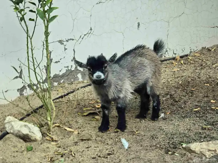 تيس قزمي لعوب مدرب على الرضاعه ذكر العمر ثلاث شهور سعر 1500 0