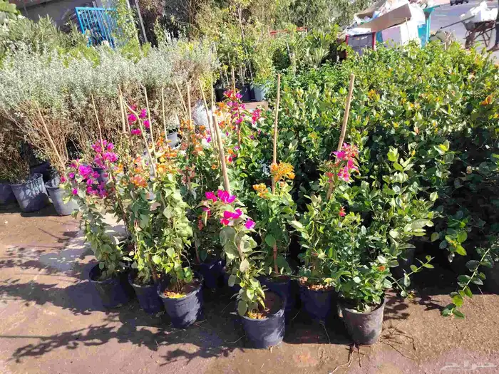 مهندس زراعي متخصص في تنسيق الحدائق وزراعة الفلل والمشاريع 1