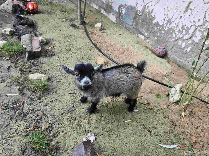 تيس قزمي لعوب مدرب على الرضاعه ذكر العمر ثلاث شهور سعر 1500 1