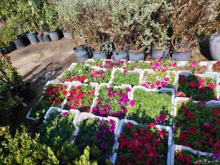 مهندس زراعي متخصص في تنسيق الحدائق وزراعة الفلل والمشاريع 0