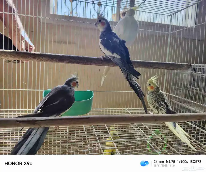 جوز كرون منتج شرط بفروخه 0