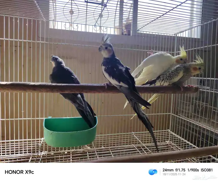 جوز كرون منتج شرط بفروخه 1