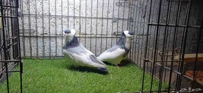 افريكن بلغاري حمام زينه 5