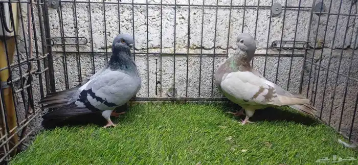 افريكن بلغاري حمام زينه 2