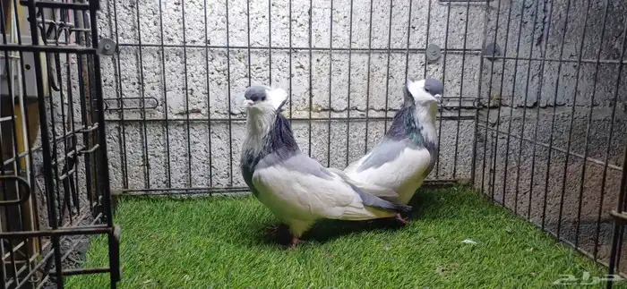 افريكن بلغاري حمام زينه 3