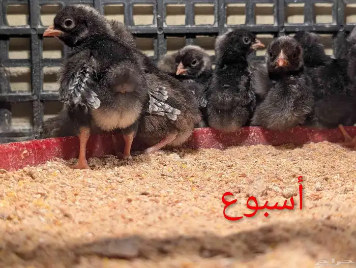 صوص دجاج كريم ليجبار (لقبار) ذو البيض الأزرق نوادر خوارج 6