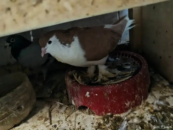 حمام للبيع 2