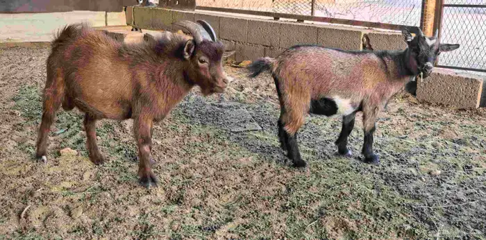 ماعز قزمي للبيع 1