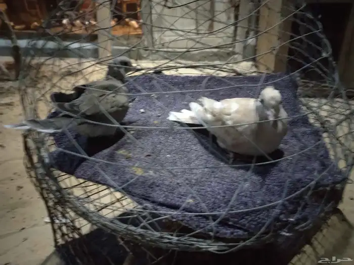 للبيع حمام ياكريم ماشاء الله حمام طيبه 0