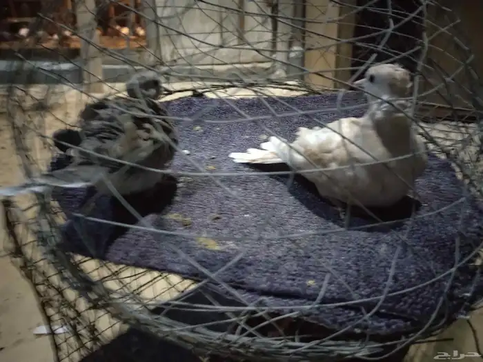 للبيع حمام ياكريم ماشاء الله حمام طيبه 1