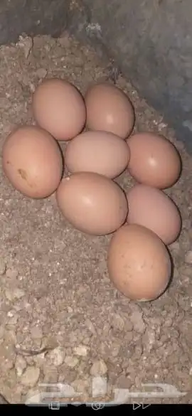 دجاج تركي فاخر تب التب 1