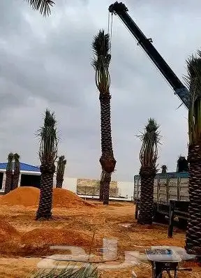 نخل عربي للبيع 5