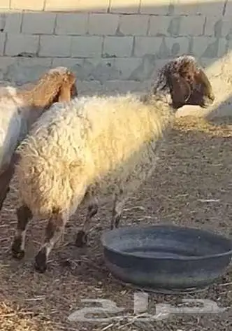 نعجة فاخرة 0