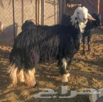 خروف نجدي ونعجة نجدية تحتها خروف 2