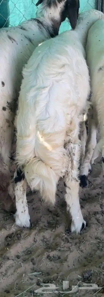 خروفين بلديه كفو ظهور واطراف 1