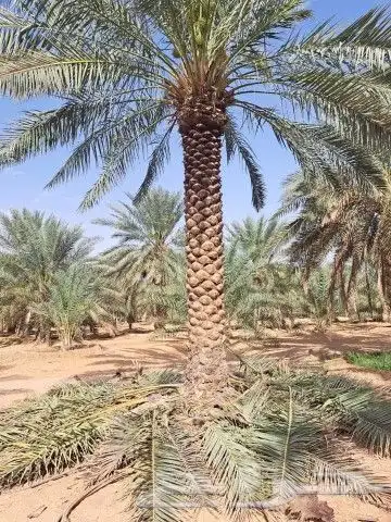 نخل عربي للبيع 7