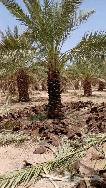 نخل عربي للبيع 3