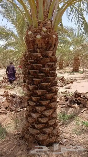 نخل عربي للبيع 2