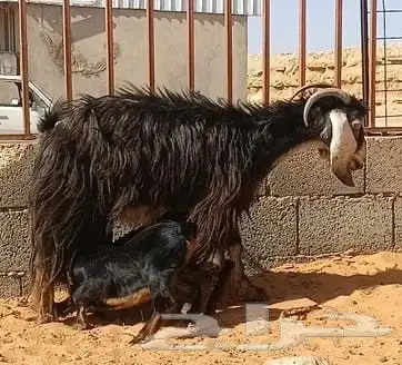 معزا خلفات عدد 2 تحتهن 4 0