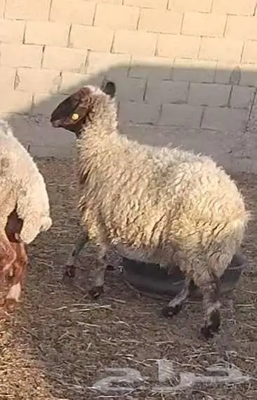 نعجة فاخرة 9