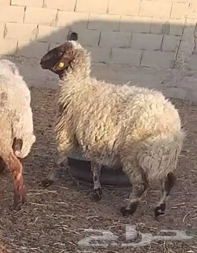 نعجة فاخرة 10