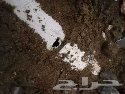 كشف تسربات المياه بأحدث الاجهزة الالكترونية والعزل المائي 1